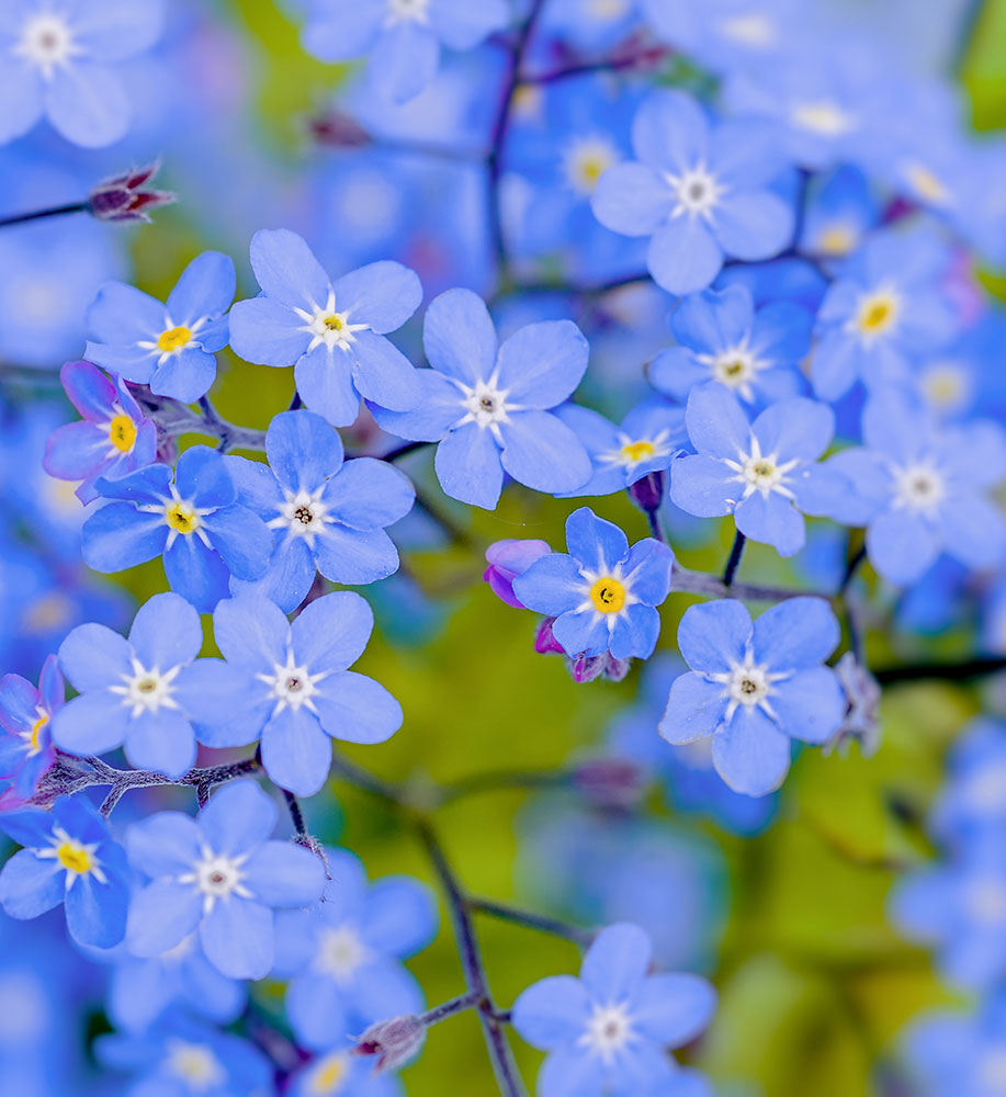 forgetmenots